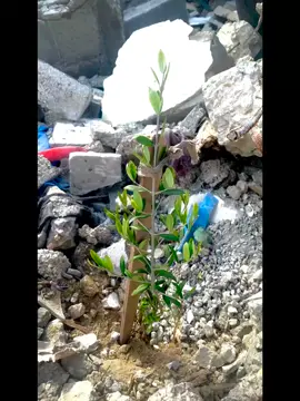 HOPE BORN FROM THE WOMB OF DESTRUCTION  my family olive tree, we loved and cherished since i was a baby, we came back to my home after the temporary cease fire that took a place back in February, unfortunately we found not just our home is destroyed but the whole neighborhood, all the houses and no sign of a tree in the whole neighborhood, i cried sooo much when I didn’t see our olive tree I didn’t imagine that it’s completely gone no sign of even a leaf or a branch but we found a growing steam it was broken and lots of rubble around it but we hold it to awooden stick in hoping for this little branch to inherit the soul and memory of our former tree to grow and rise, and as this little branch found its way from under the rubble to the light of world may our soul find its way in this darkness that we live in . #Gaza  #starvation  #freepalestine  #olive #palestine 