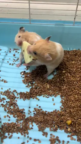 Ủa rồi sao dị, bên kia còn mấy miếng mà 😒#khoanhkhacdangyeu #petcute 