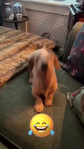 Talking funny #funnyvideos #dogsoftiktok #voiceovers #catsoftiktok #foryou 