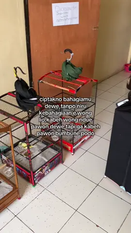 cek ombak bolo #fyp #fyppppppppppppppppppppppp #xyzbca #kenari #kenarimaniaindonesia 