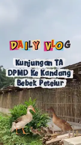 Nengokin bebek nelor bareng pa kades kemang.  #fyp #fyppppppppppppppppppppppp #viral #beranda #bogor 