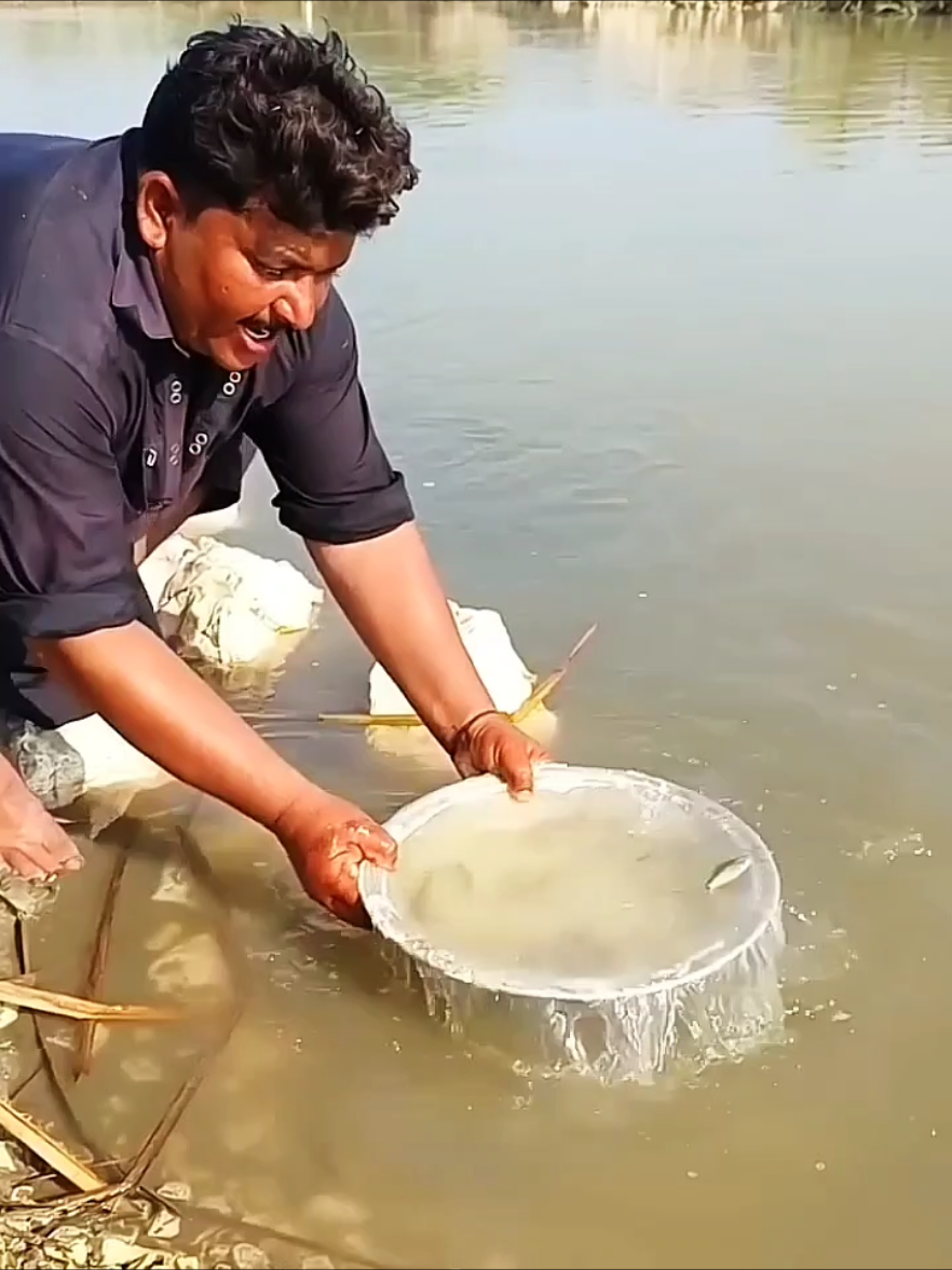 Amazing Scene of Catching fish...😱😱 #fyf #tiktok #fishingnet #fishhunting #fishtok 