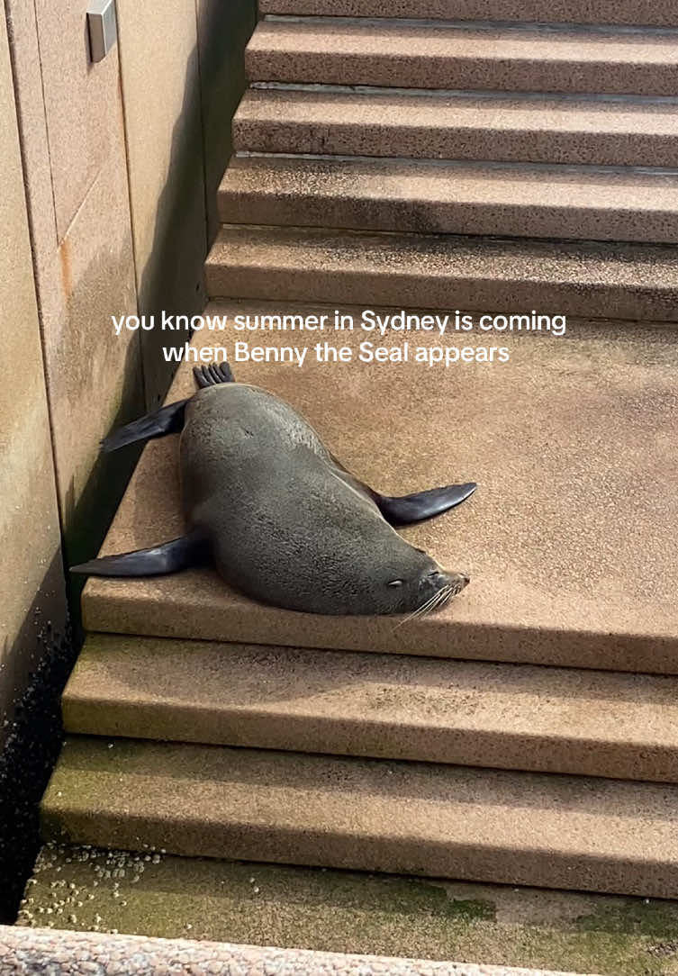 Sydney summer = more of Benny the Seal 🦭🤩☀️ #sydneyaustralia #sydneyoperahouse #bennytheseal #sydneylife #summervibe #sydneyharbour #uktoaustralia #whvaustralia #traveltiktok #travelbucketlist #seal #sydneylocal #summerseason #britinaus #sydneysummer #backpackingaustralia 