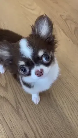 #usa🇺🇸 #LanguageLearning #ChihuahuaPuppies #AdoptDontShop #ChihuahuaLove 