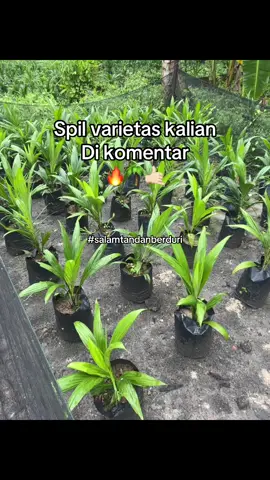 Info pemesanan bibit atau kecambah wa di bio #fyp #sawitontiktok #sawitriau #palembang 