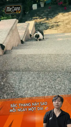 bậc thang này mỗi ngày một dài 🪜🐈😩🤣 each day these steps seem longer than before 