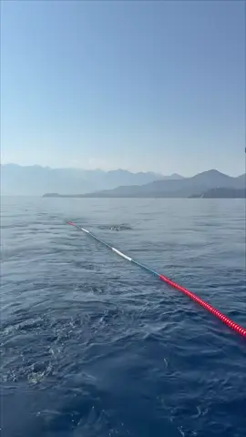 ⏱️H+28 - The worst has happened 🪼 Calvi- Monaco swim for the Nature 💙👉🏼 Link in my bio to support the project from €5 / $5 and become a co-owner of this longest swim in the world for Nature 🌍 Your support helps us to raise awareness among tens of millions of people about protecting the Mediterranean, one of the world's most polluted seas. Thank you for your support, see you soon ! PS: 110km left to reach Monaco ! 😳