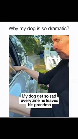 Funny and cute dogs compilation 🤣 #funnydog #funnypet #cutedog #dogoftiktok #dog 