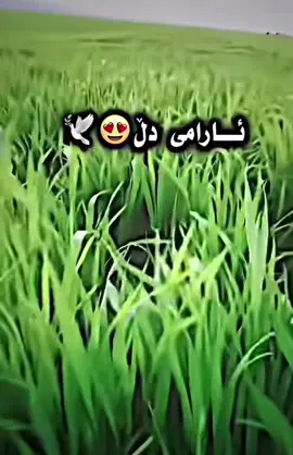 #قورئان_ئارامی_دڵان🕋📿 #قورئانی_پیرۆز🌹 #ئەکتیڤ_سفڕە_یەک_تۆز_ئەکتیڤ_بن_دڵەکان😻💔 #creatorsearchinsights #قورئان_ئارامی_دڵان🕋📿خودایە_لێمان_خۆشبە 