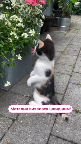 Наймиліше, що ви сьогодні бачили🥹 Відео: @the_poppy_garden