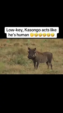 Low-key, Kasongo acts like he’s human 🤔🤣#funnyanimals #gazelle #kasongo #kasongofunnyvideos #warthog 