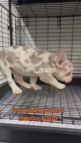 #frenchbulldog #frenchi #frenchie #frenchiesoftiktok #dog 