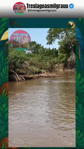 😱🐆🌊 Olha esse registro impressionante! A onça entrou na água em plena caçada contra um jacaré… ele conseguiu escapar duas vezes, mas dessa vez não teve jeito. 😳🐊 A força e habilidade da onça-pintada no Pantanal são realmente de arrepiar, um verdadeiro espetáculo da natureza bruta! 🔥👏🏽 📍 Cena rara registrada no nosso Pantanal Sul-Mato-Grossense! 🇧🇷🌾 👉🏽 Segue @treslagoasmilgrauu pra mais flagrantes selvagens e momentos únicos da vida animal! 📸 #OnçaPintada #Jacaré #PantanalMS #NaturezaSelvagem #TresLagoasMilgrauu   