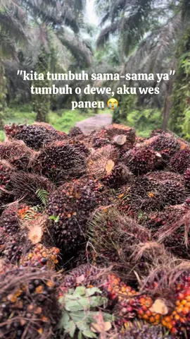 #fypシ゚ #fypage #sawitontiktok #petanisawit #sawitriau 