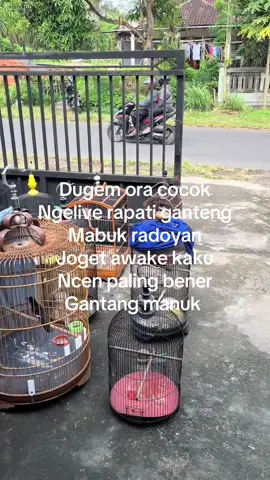 permanukan#kicaumania #kicauburung #kicaumaniaindonesia #kicaumanianusantara🦜🦜🐦 