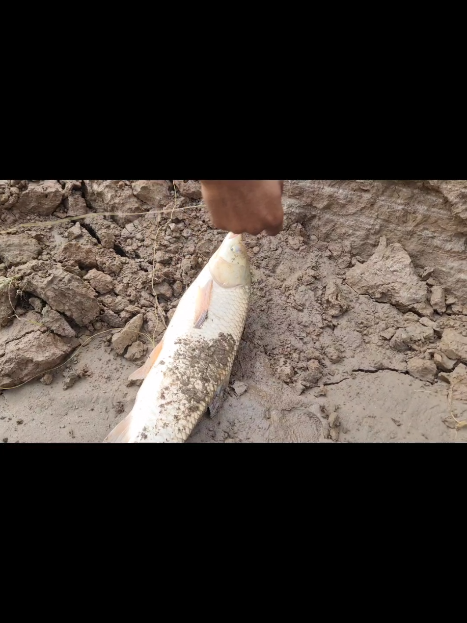 2.5kg Grass Carp! ❤️👌 Great Fishing Sports! Fishing Video | #fyp #shootbetter #outdoorchannel #taseerhuntingofficial #fyppppppppppppppppppppppp 