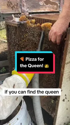 Would you bet pizza on finding a queen bee? 🍕👑🐝 I did — and Chris “the Honey Badger” made me pay up quick. We opened up an old utility box in Seguin, leafed through the hive like pages of a book, and sure enough he spotted her in no time. Bees relocated, job done, pizza earned. #beeboy #CharlieBee #BeeRemoval #TexasBees