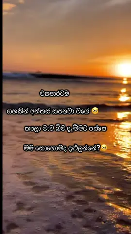 ඔයා ඉඩෝර කාන්තාරෙක ජීවත් වෙන්න සටන් කරද්දි මම තෝරගත්තා ඔයාට හෙවන දෙන ගහ වෙන්න..ඔයාගෙ පිටිපස්සෙන් හිමින් හිමින් ලොකු වෙලා ජීවිත කාන්තාරෙ ඔයාට මං හෙවනක් උනා.අව් කාස්ටකේ දරාගෙන මං ඔයාගෙ අමාරුම කාලෙ ඔයාට සිසිලක් උනා..මං ඔයා වෙනුවෙන්ම පීදුනා.🥺මගේ හීන මං ඔයාගෙ නමට ලිව්වා.ඒත් අන්තිමේට ඔයා තීරණය කලේ ඔයා වෙනුවෙන් හැමදාම හිනා උන මේ මාව කපලා දාන්න💔ඔයා දන්නෙ නෑ මට කොච්චර රිදුනද කියලවත්🥺ඔයා මං හොඳින්ද අහද්දිත් මං කඳුලු හංගන් ඔව් කිව්වෙ බීරි අලින්ට වීණා වයල පලක් නැති බැව් නිසාමයි..