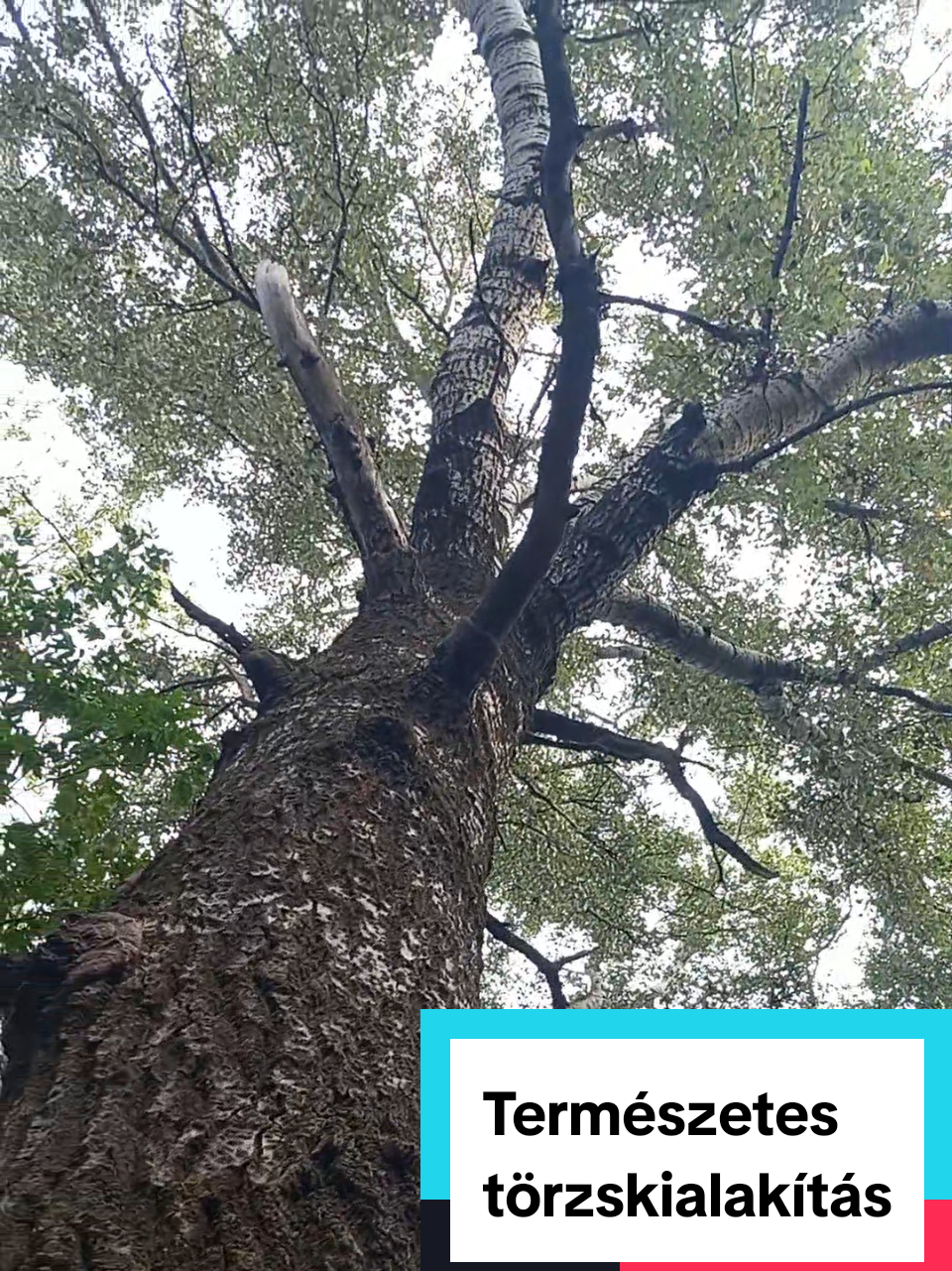 🏞Az erdő legmélyén nincs emberi beavatkozás annak érdekében, hogy a fáknak törzsük legyen.🌳  Viszont mégis megoldják, a fák a törzsük kialakítását, igaz gyakran göcsörtös, puklis a végeredmény, de ők már régóta tudják, hogy tökéletesség nem létezik, így élnek a simább, dimbes-dombos társaikkal együtt.🫂🌳💚 #fyp #tree #relaxing #forest #gardening 
