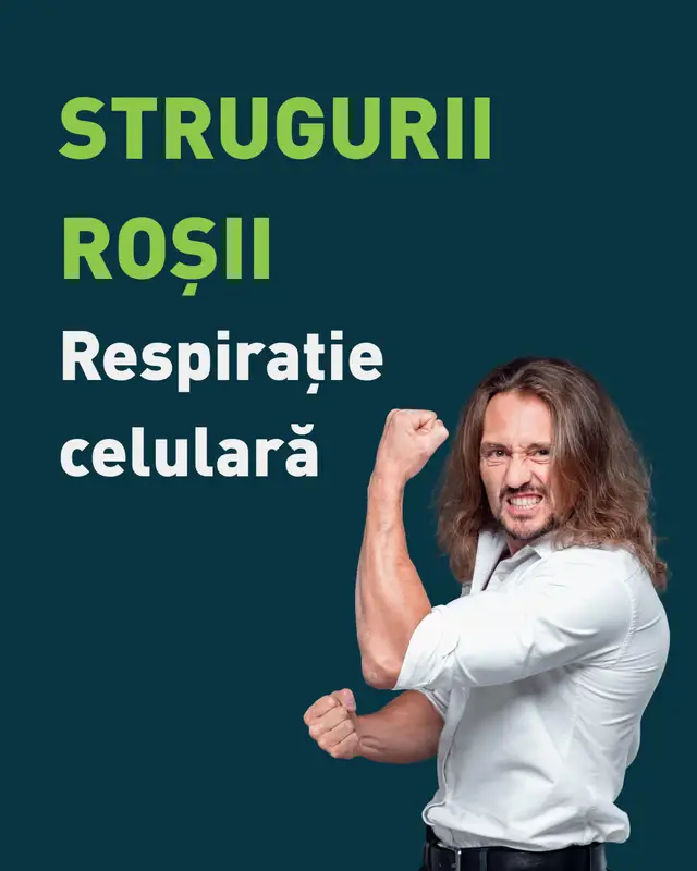 🍇 Strugurii roșii – Respirație celulară Ciorchinii seamănă cu alveolele pulmonare. Conțin resveratrol, quercetină și flavonoide care protejează plămânii de inflamații și radicali liberi. Ajută la detoxifierea pulmonară, mai ales în medii poluate. 👉 Consumă-i proaspeți. Dacă vrei să ne întâlnim față în față, am o veste pentru tine: în perioada 23 februarie - 06 iunie 2026 voi susține un turneu de conferințe și workshopuri în următoarele orașe: Botoșani, Bistrița, Baia Mare, Satu Mare, Oradea, Arad, Deva, Zalău, Târgu Mureș, Târgu Jiu, Râmnicu Vâlcea, București, Tulcea, Galați, Piatra Neamț, Iași, Miercurea Ciuc, Brașov, Pitești, Craiova, Drobeta Turnu Severin, Reșița, Timișoara, Alba Iulia, Cluj Napoca, Sibiu, Ploiești, Buzău, Călărași, Constanța, Brăila, Bacău și Suceava. Nu poți ajunge fizic la eveniment? Nicio problemă! Acum poți participa din confortul casei tale, direct pe Zoom. Bucură-te de aceleași informații valoroase, indiferent de locul în care te afli! Până pe 30.09.2025 biletele sunt la preț de EARLY BIRD cu reducere de 30%! Pentru detalii și înscrieri accesează: doctorcezar.ro/evenimente. . . . #DoctorCezar #DrCezar #Struguri #RespiratieCelulara #Resveratrol #Plamani #SursaNaturala #Preventie #StilDeViata #IatiSanatateaInPropriileMaini #foryou #fyp