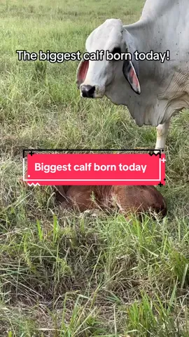 Gray Brahman calf born today! He’s a big one. #graybrahman #brahmancattle #brahmancalf #calf 