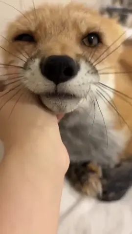 When chin scratches hit the spot 💖 #fox #foxy #foxes #fyp #foryoupage 