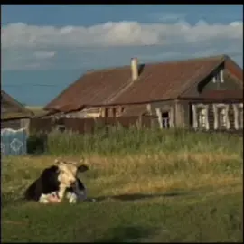 сла.щвс#здоровьявсем #пошелнахуй #деревня #комары 