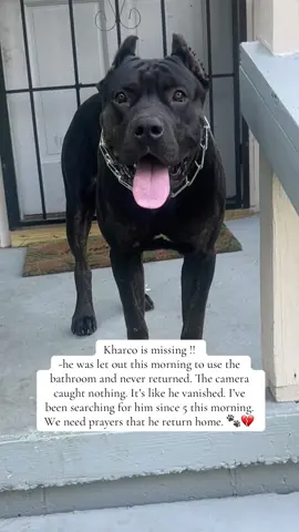 I pray if someone have him they return him. Marcie Ann & Louie is home but their big brother is not.  #lost #dogs #dogsoftiktok #fyp #viral 