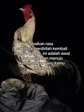 #MONAROOSTER #fyp #foryoupage #xybca #masukberandafyp 