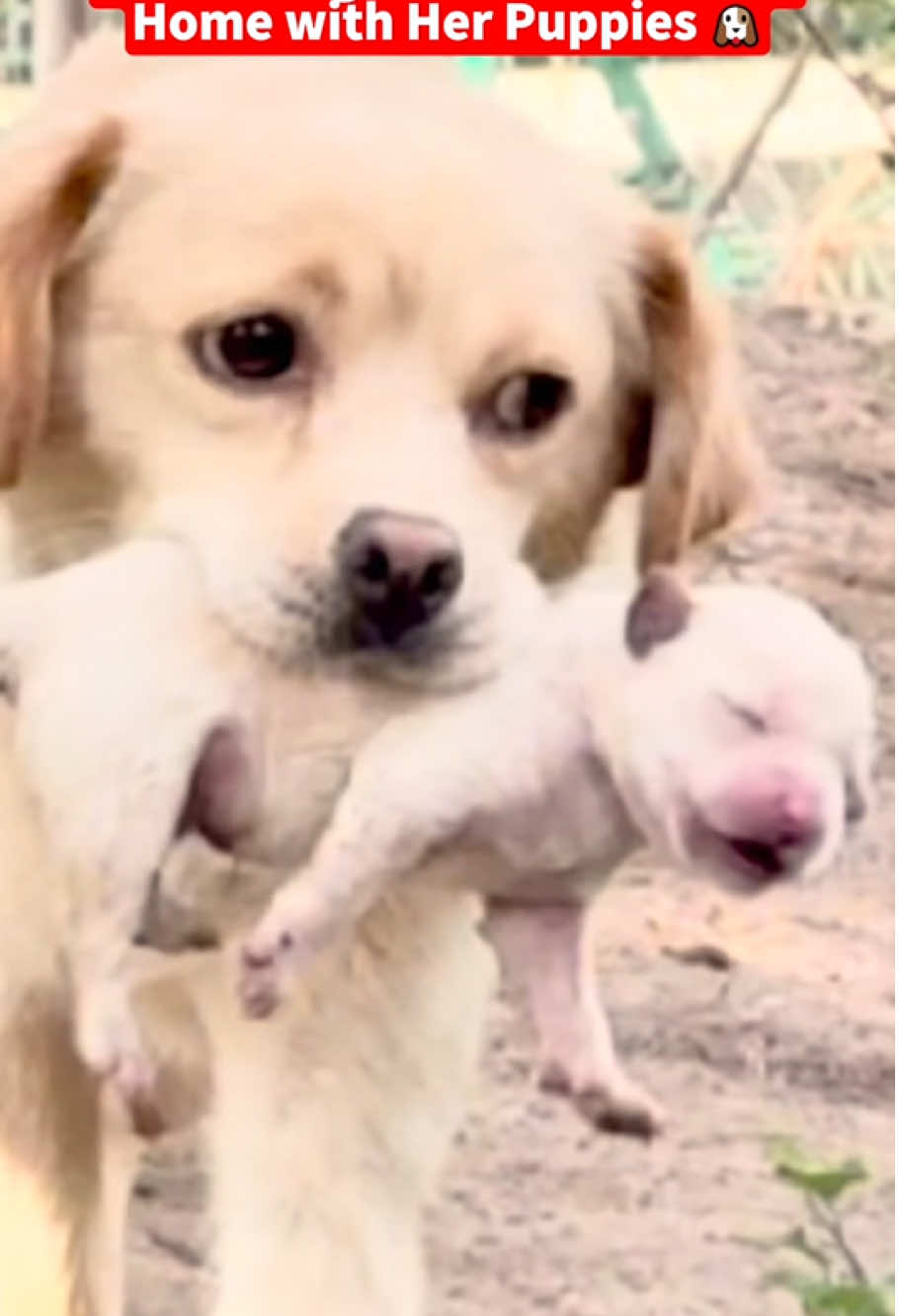 #animals #dog #animalsrescue #cat #fyp 