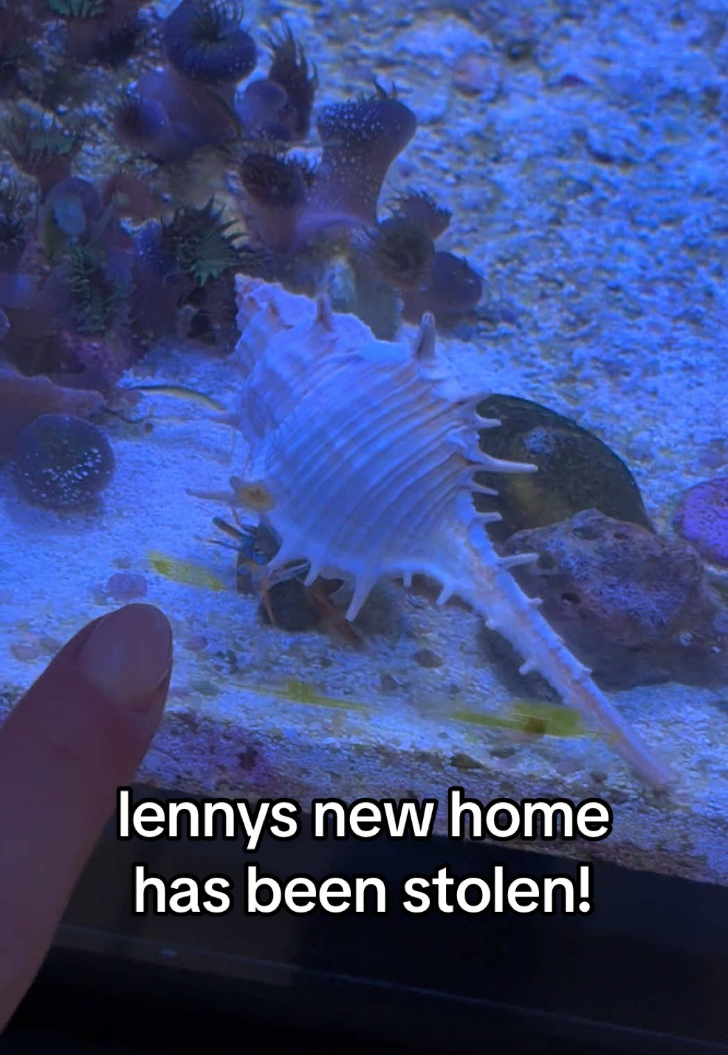 well that wasn’t what i planned #bennyandlenny #barnacleblenny #hermitcrab #crab