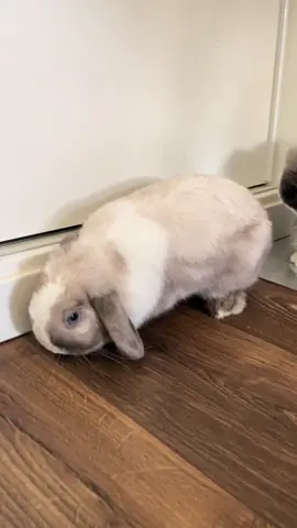 Nuestra vida es muuuy difícil 😩. #bunny #bunnies #rabbitsoftiktok #bunniesoftiktok #rabbits #conejo #conejos #bienestar #humor #funn #pets #PetsOfTikTok #conejostiktok #loveyou #🐰 
