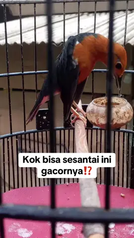 Kelakuan anis merah ketika teler parah‼️ #anierahteler  #anismerahgacorteler  #gacoranismerahlevelteler  #anismerahtelerparah 