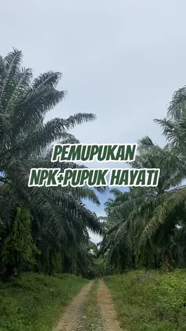Pemupukan NPK+Pupuk Hayati #sawitontiktok #penajam_paser_utara #pupuk #pupuknpk #pupukhayati 
