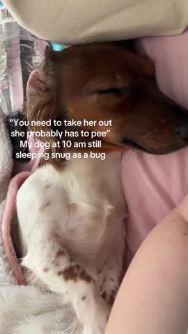 #minidachshund 