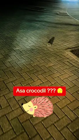 #fyp #viral #england #newyorkcity #hedgehog 