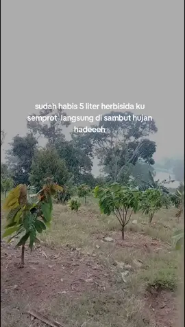 kasih kata2 dulu kawan😅 #petanimuda  #bosmuda  #petanikakao  #kakao 