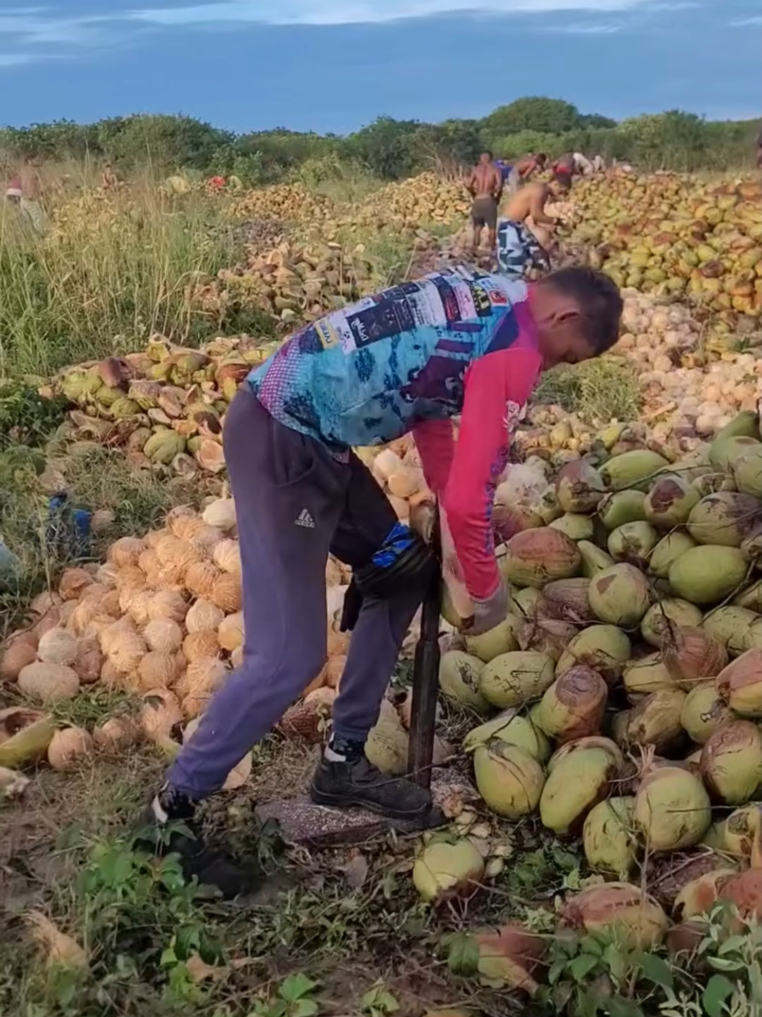 PELAR COCO EN BRASIL: DESTREZA Y RIESGO En Brasil, miles de cocos son pelados a diario con una técnica tan efectiva como peligrosa 🥥🌴. Los trabajadores usan una cuchilla fija sobre la que giran el fruto hasta desprender su dura cáscara. Un proceso rápido, repetitivo y de alto riesgo, que requiere fuerza, concentración y habilidad. Gracias a su destreza, toneladas de cocos quedan listos cada día para consumo y distribución, transformando un oficio duro en una auténtica coreografía de precisión. #Brasil #Coco #Tradición #TrabajoDuro #Curiosidades #Agricultura #Cultura