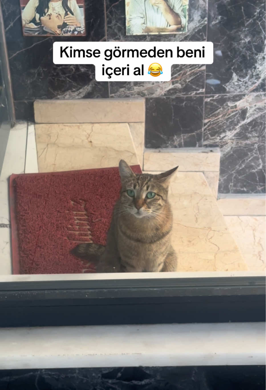 😂😂#keşfet #takip #cat #fypシ゚ 