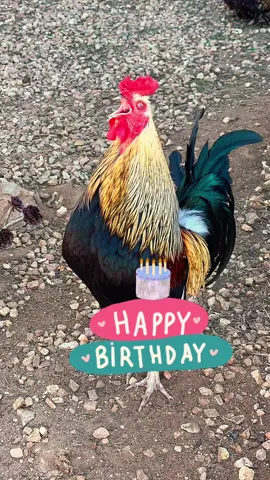 🐔🐔🐔Happy Birthday 🎉 🐔🐔🐔🐔🐔🐔🐔🐔🐔🐔🐔HBD🐔🐔🐔🐔🐔🐔🐔🐔 #happybirthday #hbd #rooster #memestiktok #memesdaily 