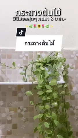 กระถางต้นไม้น่ารักน่ารักๆไว้แต่งห้อง   มินิมอลมาก กดมา 8 บาทเองทุกคนถูกมาก🌷✨#กระถางต้นไม้ #กระถางต้นไม้มินิมอล #กระถาง #ตกแต่งห้อง #มินิมอล 