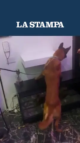 Il trapper Baby Gang, già coinvolto in vari procedimenti giudiziari, è stato arrestato per possesso di armi da fuoco mentre era in albergo a Milano. Nella sua casa sono state trovate altre due pistole nascoste in un doppio fondo. #babygang #milano