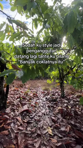 Nd kodongee#petani #coklat #kakao 