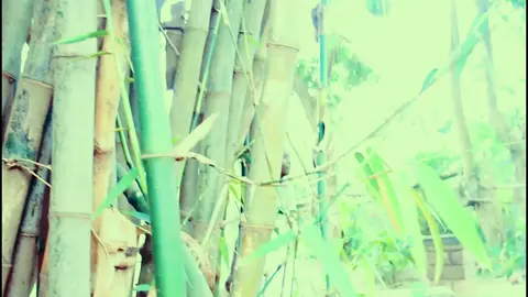 it was  my fast video  how is  it looking  I no it was funny  ND am looking  for  a manager 0754529755 I cam sing team  one love 