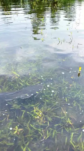 Amazing Fishing By Hand  #viralfishing #viralvideo #foryoupage 