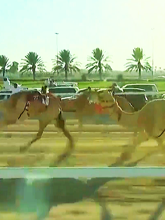 #creatorsearchinsights #camal #race #vrial_video #camelkids 