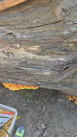 Candy corn mushrooms growing out of the tree trunks #mushroom #halloween #fall #viral #fyp 