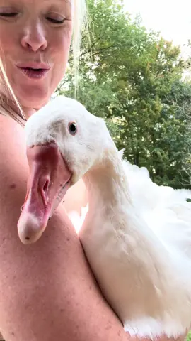 My beautiful Franky girl seeing herself for the first time. She melts my heart 🫠 #fyp #geese #sebastopolgeese #farmlife #foryou 