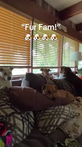 #dogsoftiktok #furfamily #family #dogmom #tiktokdogs 