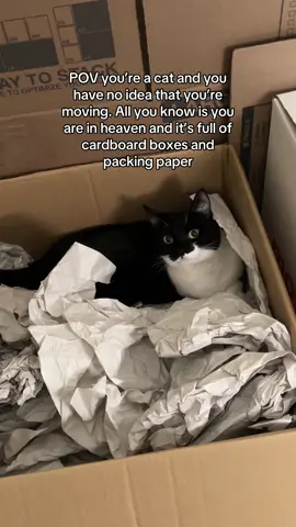 How do I take these away from them? #movingboxes #catsoftiktok #catsinboxes 